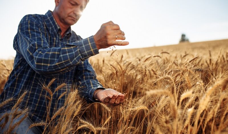 How to Be a Grain Farmer as a Career